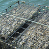 Aquaculture Welded Mesh